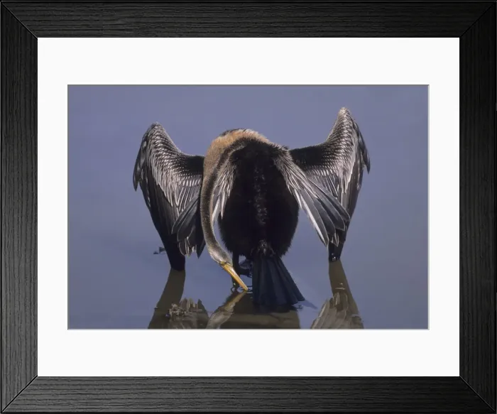 Framed Print : Indian Darter / Oriental Darter / Snakebird - Drinking water Keoladeo National Park, India Framed Print : Indian Darter / Oriental Darter / Snakebird - Drinking water Keoladeo National Park, India