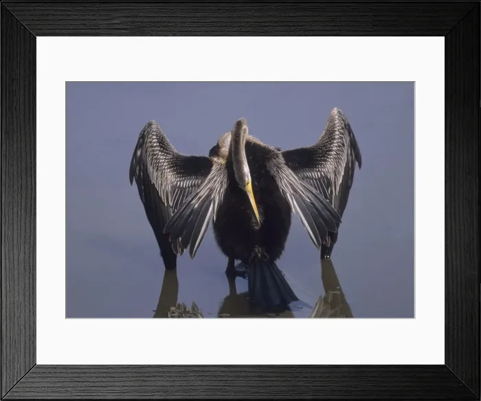 Framed Print : Indian Darter preening Keoladeo National Park, India Framed Print : Indian Darter preening Keoladeo National Park, India