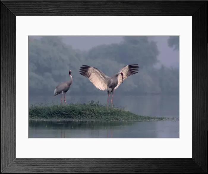 Framed Print : Indian Sarus Crane dancing. Keoladeo National Park, India Framed Print : Indian Sarus Crane dancing. Keoladeo National Park, India