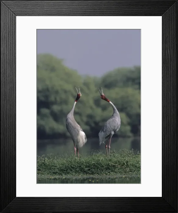 Framed Print : Indian Sarus Crane giving unison call. Keoladeo National Park, India Framed Print : Indian Sarus Crane giving unison call. Keoladeo National Park, India