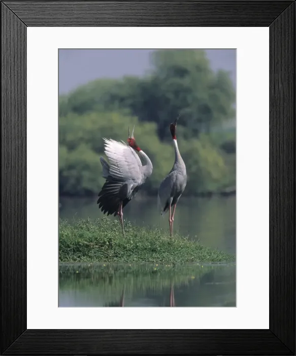 Framed Print : Indian Sarus Crane giving unison call. Keoladeo National Park India Framed Print : Indian Sarus Crane giving unison call. Keoladeo National Park India