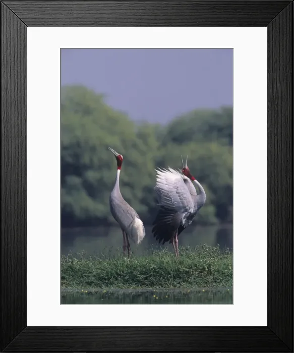 Framed Print : Indian Sarus Crane giving unison call. Keoladeo National Park India Framed Print : Indian Sarus Crane giving unison call. Keoladeo National Park India