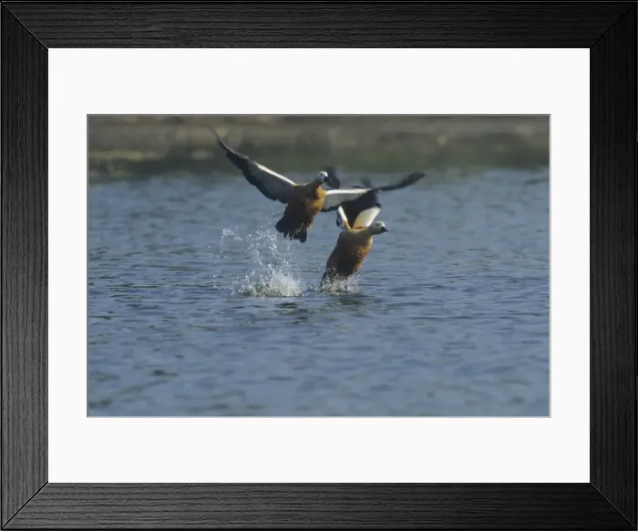 Framed Print : Ruddy Shelducks taking-off. Keoladeo National Park, India Framed Print : Ruddy Shelducks taking-off. Keoladeo National Park, India