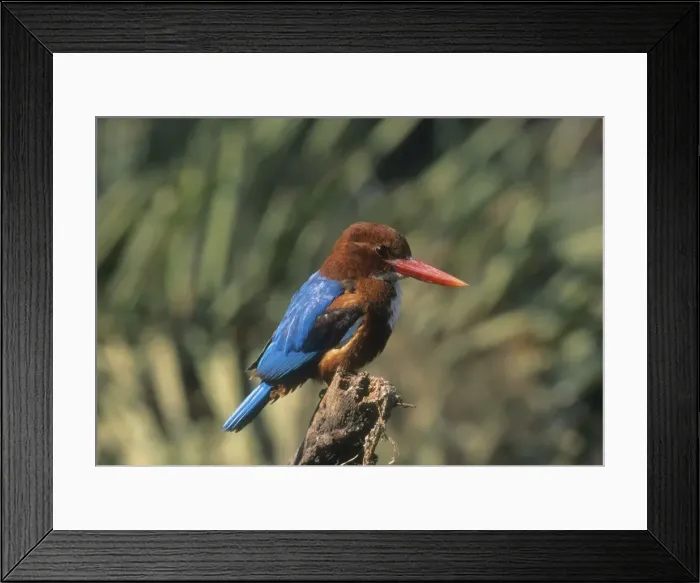 Framed Print : White breasted kingfisher. Keoladeo National Park, India Framed Print : White breasted kingfisher. Keoladeo National Park, India