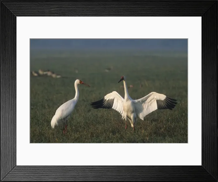 Framed Print : Courtship dance of Siberian Crane, Keoladeo National Park, India Framed Print : Courtship dance of Siberian Crane, Keoladeo National Park, India