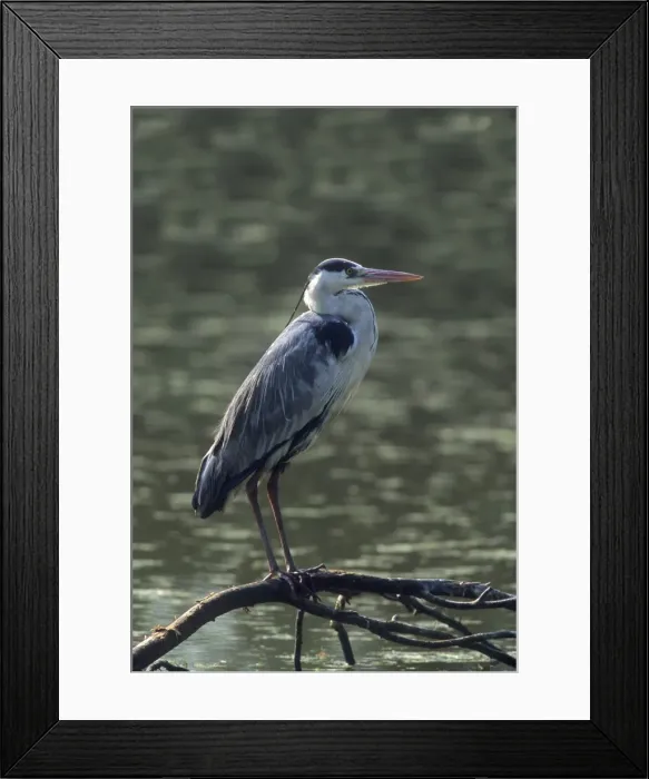 Framed Print : Grey Heron - Keoladeo National Park, India Framed Print : Grey Heron - Keoladeo National Park, India
