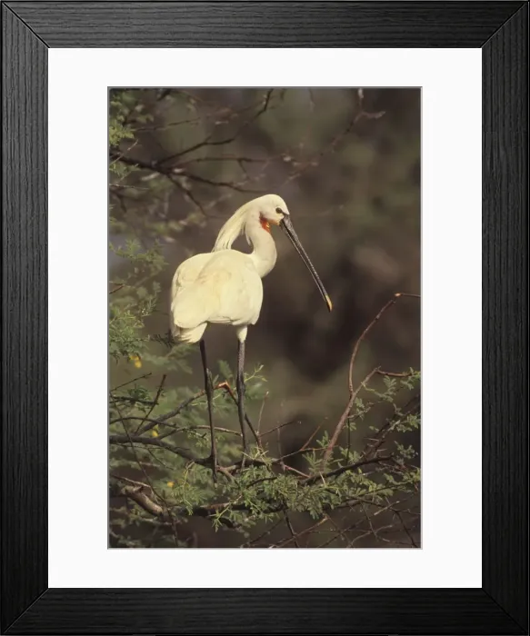 Framed Print : Indian Spoonbill - In tree. Keoladeo National Park, India Framed Print : Indian Spoonbill - In tree. Keoladeo National Park, India