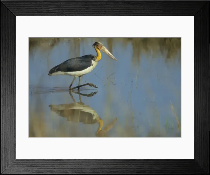 Framed Print : Lesser Adjutant Stork fishing, Kanha National Park, India Framed Print : Lesser Adjutant Stork fishing, Kanha National Park, India