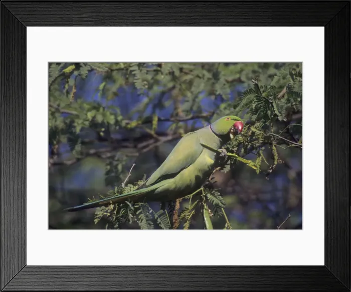 Framed Print : Rose-ringed / Ring-necked Parakeet - Feeding, Keoladeo National Park, India Framed Print : Rose-ringed / Ring-necked Parakeet - Feeding, Keoladeo National Park, India