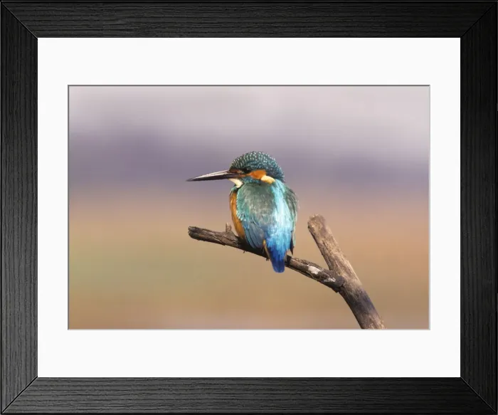Framed Print : Common Kingfisher, On perch. Keoladeo National Park, India Framed Print : Common Kingfisher, On perch. Keoladeo National Park, India