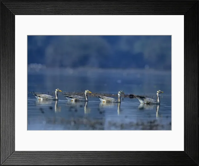 Framed Print : Bar-headed Geese - In water Keoladeo National Park, India Framed Print : Bar-headed Geese - In water Keoladeo National Park, India
