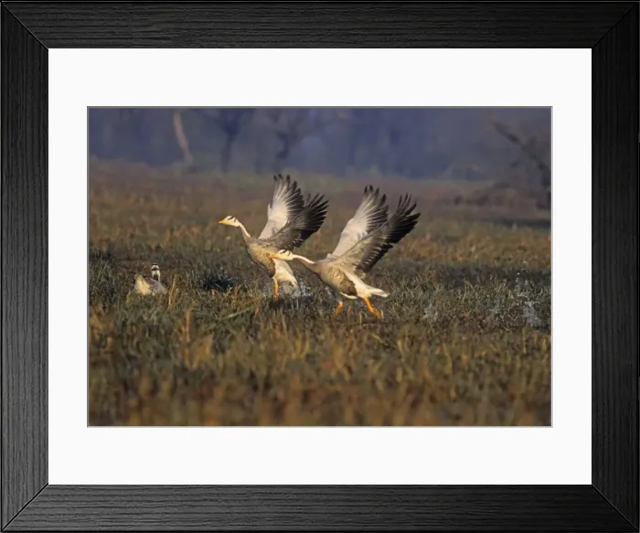 Framed Print : Barheaded Goose taking-off, Keoladeo National Park, India Framed Print : Barheaded Goose taking-off, Keoladeo National Park, India