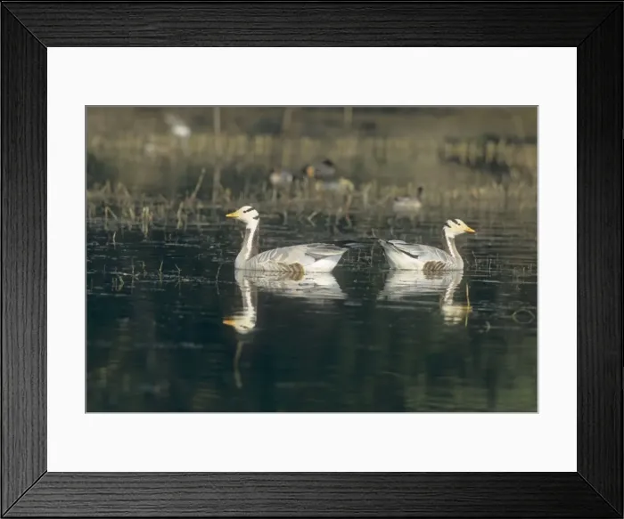 Framed Print : Barheaded Geese in the lake, Keoladeo National Park, India Framed Print : Barheaded Geese in the lake, Keoladeo National Park, India