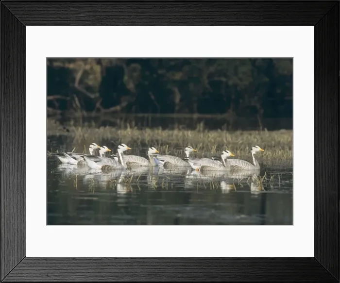 Framed Print : Bar-headed Geese swiming, Keoladeo National Park, India Framed Print : Bar-headed Geese swiming, Keoladeo National Park, India