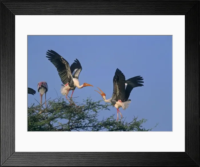 Framed Print : Painted Storks fighting, Keoladeo National Park, India Framed Print : Painted Storks fighting, Keoladeo National Park, India