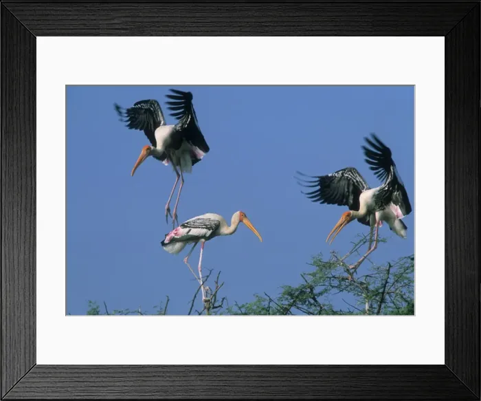 Framed Print : Painted Storks In trees fighting. Keoladeo National Park, India Framed Print : Painted Storks In trees fighting. Keoladeo National Park, India
