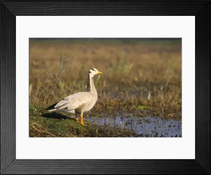Framed Print : Bar-headed Goose on the mound, Keoladeo National Park, India Framed Print : Bar-headed Goose on the mound, Keoladeo National Park, India