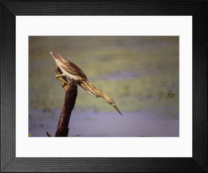 Framed Print : Pond Heron fishing, Keoladeo National Park, India Framed Print : Pond Heron fishing, Keoladeo National Park, India
