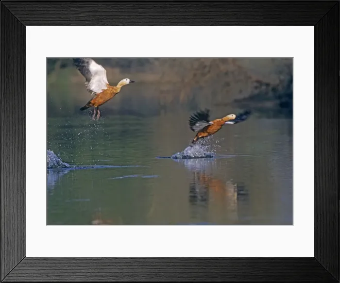 Framed Print : Ruddy Shelducks taking - off, Keoladeo National Park, India Framed Print : Ruddy Shelducks taking - off, Keoladeo National Park, India