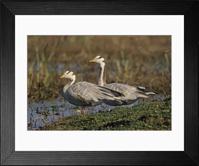 Framed Print : Bar-headed Goose on the mound, Keoladeo Narional Park, India Framed Print : Bar-headed Goose on the mound, Keoladeo Narional Park, India