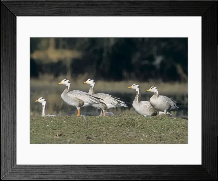 Framed Print : Bar-headed Geese on the mound, Keoladeo National Park, India Framed Print : Bar-headed Geese on the mound, Keoladeo National Park, India