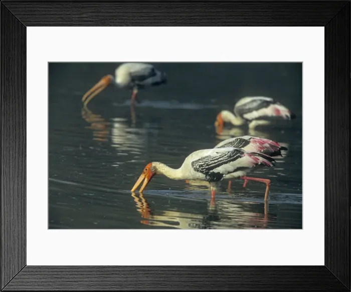 Framed Print : Painted Storks fishing, Keoladeo National Park, India Framed Print : Painted Storks fishing, Keoladeo National Park, India