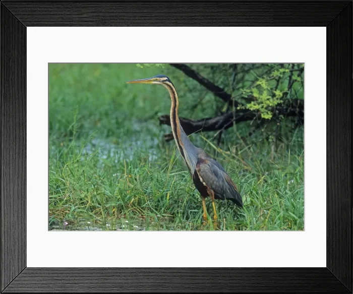 Framed Print : Purple Heron, Keoladeo National Park, India Framed Print : Purple Heron, Keoladeo National Park, India