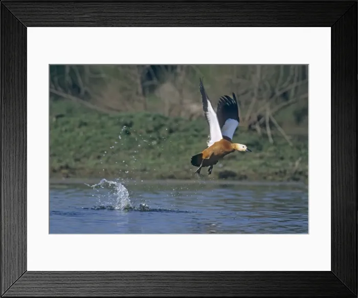 Framed Print : Ruddy Shelduck taking - off, Keoladeo National Park, India