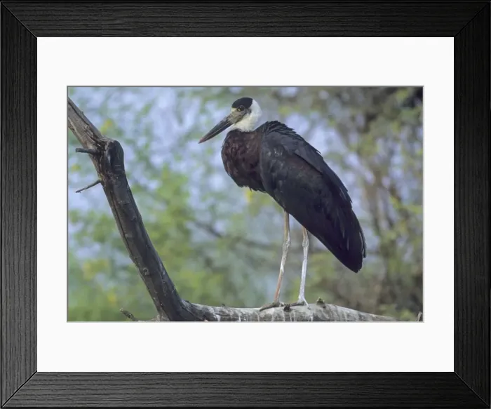Framed Print : Woollynecked / Woolly-necked / White-necked / Whitenecked Stork - In tree Keoladeo National Park, India Framed Print : Woollynecked / Woolly-necked / White-necked / Whitenecked Stork - In tree Keoladeo National Park, India