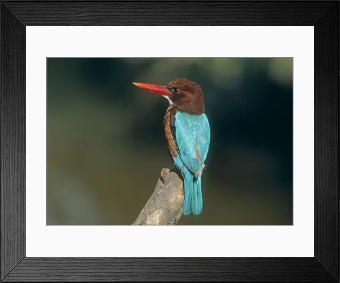 Framed Print : White breasted / White throated Kingfisher - perched on branch Keoladeo National Park, India Framed Print : White breasted / White throated Kingfisher - perched on branch Keoladeo National Park, India