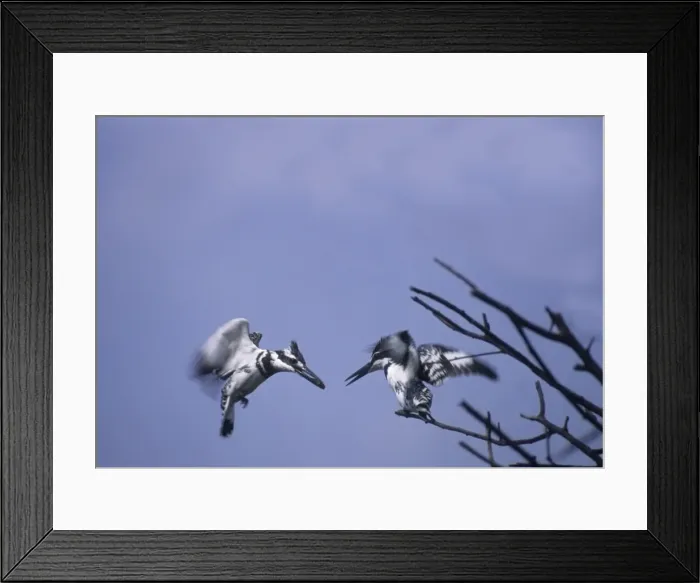 Framed Print : Lesser Pied Kingfishers courtship display in flight, Keoladeo National Park, India Framed Print : Lesser Pied Kingfishers courtship display in flight, Keoladeo National Park, India