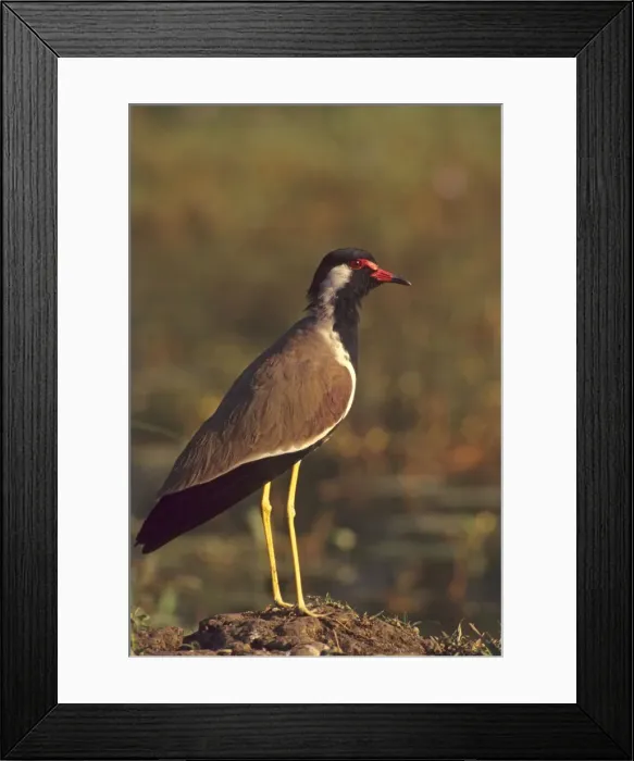 Framed Print : Red-wattled Lapwing, Keoladeo National Park, India Framed Print : Red-wattled Lapwing, Keoladeo National Park, India