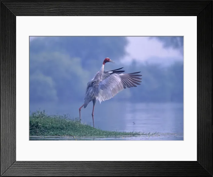 Framed Print : Indian Saras Crane flapping wings, Kepladeo National Park, India Framed Print : Indian Saras Crane flapping wings, Kepladeo National Park, India