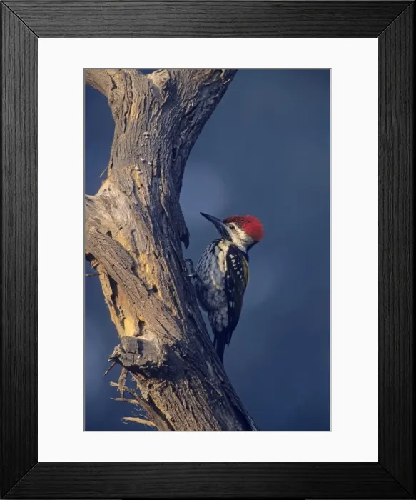 Framed Print : Lesser Goldenbacked / Golden-backed Woodpecker / Black-rumped Flameback - Scouting for nesting site, Keoladeo National Park, India Framed Print : Lesser Goldenbacked / Golden-backed Woodpecker / Black-rumped Flameback - Scouting for nesting site, Keoladeo National Park, India