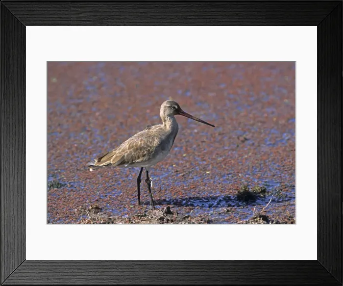 Framed Print : Redshank, Keoladeo National Park, India Framed Print : Redshank, Keoladeo National Park, India