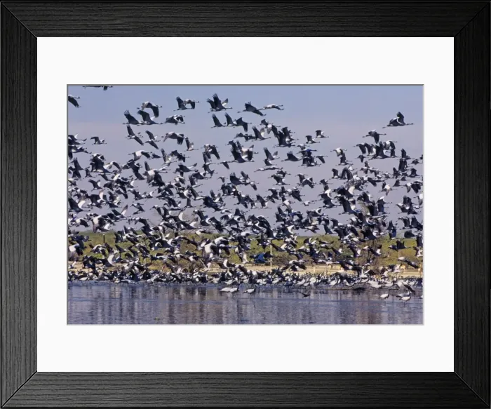 Framed Print : Demoiselle Cranes taking-off from a village pond, Jodhpur, India Framed Print : Demoiselle Cranes taking-off from a village pond, Jodhpur, India