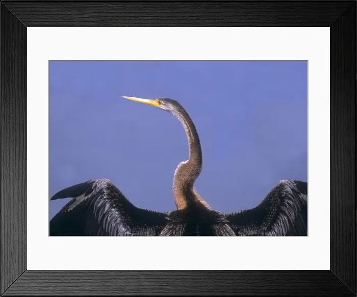 Framed Print : Indian Darter drying wings, Keoladeo National Park, India Framed Print : Indian Darter drying wings, Keoladeo National Park, India