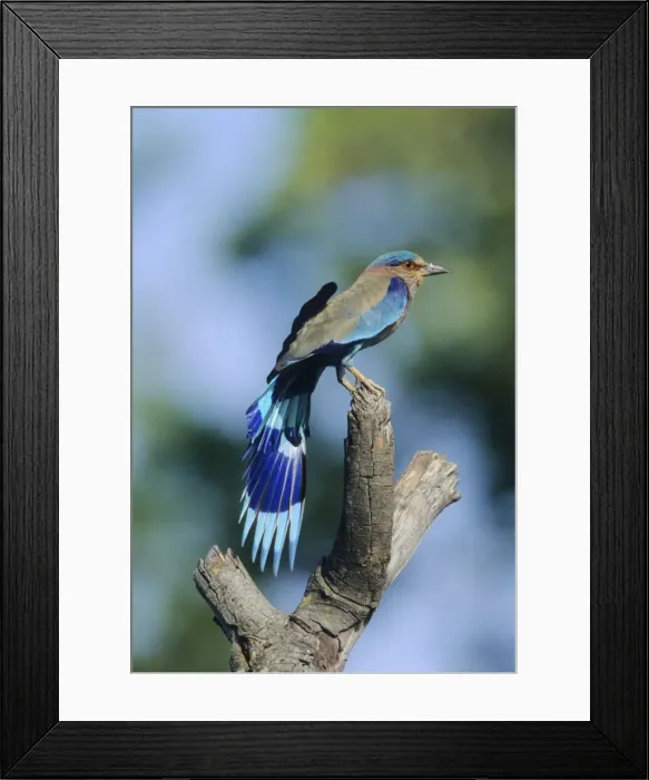 Framed Print : Indian Roller stretching wings, Corbett National Park, India Framed Print : Indian Roller stretching wings, Corbett National Park, India