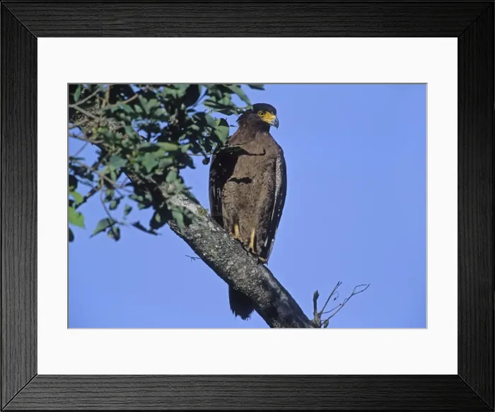 Framed Print : Crested Serpent Eagle - In tree, Corbett National Park, India