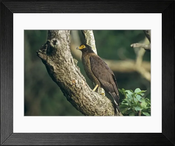 Framed Print : Crested Serpent Eagle, Corbett National Park, India Framed Print : Crested Serpent Eagle, Corbett National Park, India