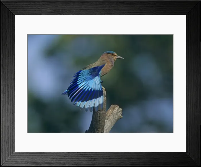 Framed Print : Indian Roller stretching wings, Corbett National Park, India Framed Print : Indian Roller stretching wings, Corbett National Park, India