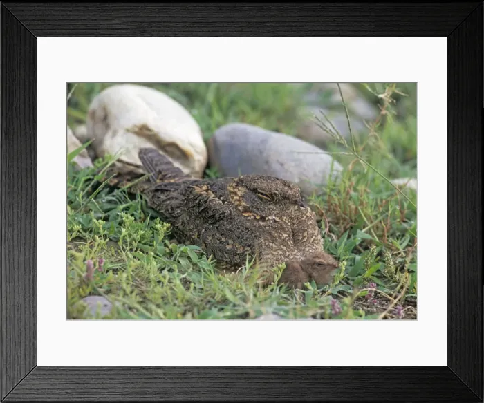 Framed Print : Indian Nightjar & young one - on ground Corbett National Park, India Framed Print : Indian Nightjar & young one - on ground Corbett National Park, India