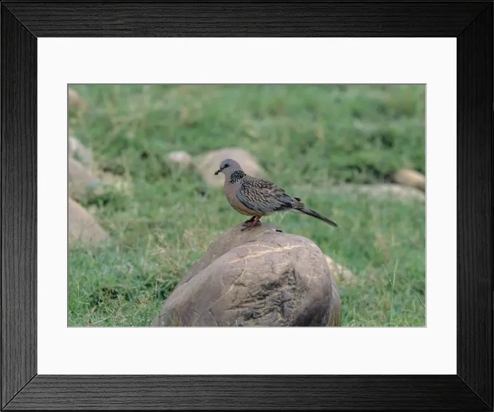 Framed Print : Spotted Dove - With Insect Corbett National Park, India Framed Print : Spotted Dove - With Insect Corbett National Park, India
