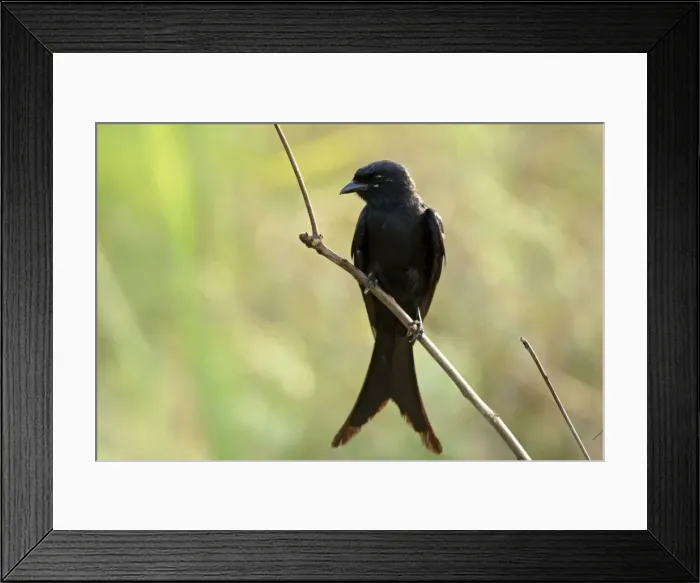 Framed Print : Black Drongo Bird Corbett National Park, Uttaranchal, India Framed Print : Black Drongo Bird Corbett National Park, Uttaranchal, India