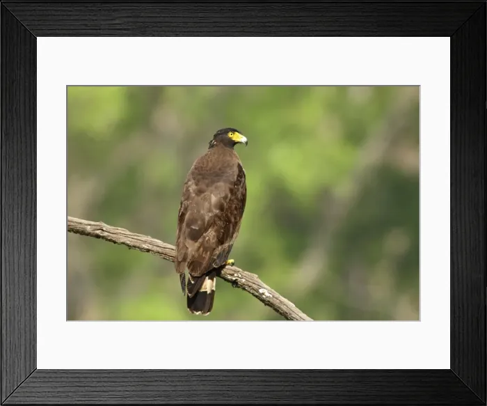 Framed Print : Crested Serpent Eagle, Corbett National Park, Uttaranchal, India Framed Print : Crested Serpent Eagle, Corbett National Park, Uttaranchal, India