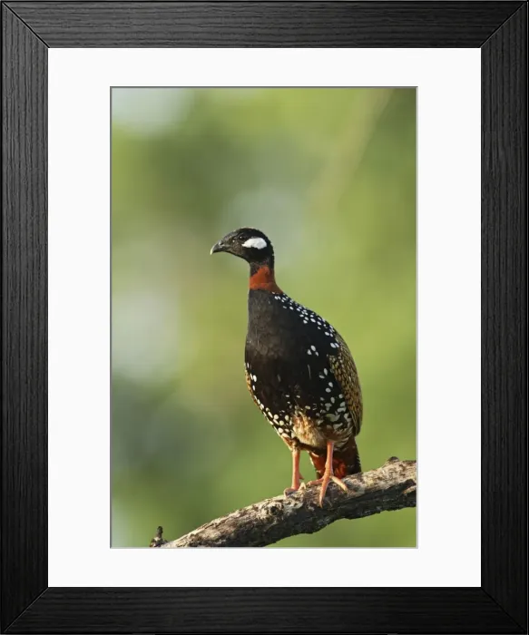 Framed Print : Black Partridge / Francolin Corbett National Park, Uttaranchal, India Framed Print : Black Partridge / Francolin Corbett National Park, Uttaranchal, India
