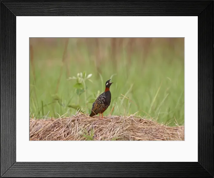 Framed Print : Black Partridge / Francolin - calling Corbett National Park, India Framed Print : Black Partridge / Francolin - calling Corbett National Park, India