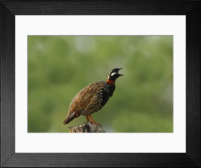 Framed Print : Black Partridge  /  Francolin calling, Corbett National Park, India