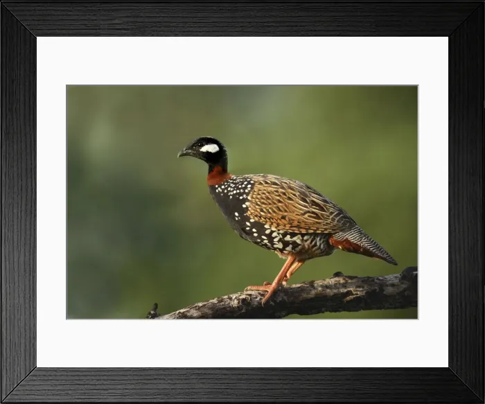 Framed Print : Black Partridge / Francolin - on the perch. Corbett National Park - Uttaranchal - India Framed Print : Black Partridge / Francolin - on the perch. Corbett National Park - Uttaranchal - India