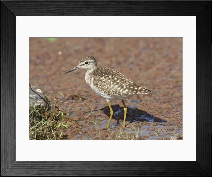 Framed Print : Green Sandpiper Ranthambhor National Park, India Framed Print : Green Sandpiper Ranthambhor National Park, India